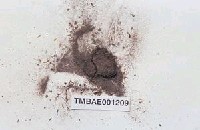 藏品(長朔苔屬)的圖片